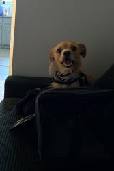 Lost Male Dog last seen John L. Carusone Park, Hamden, CT 06514