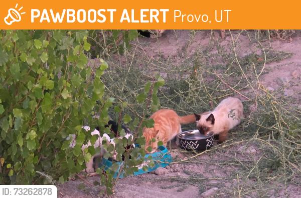 Found/Stray Unknown Cat last seen Provo Lakeshore Trailhead park, provo, utah, Provo, UT 84601