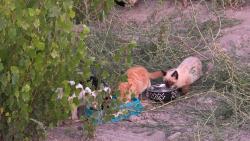 Found/Stray Unknown Cat last seen Provo Lakeshore Trailhead park, provo, utah, Provo, UT 84601