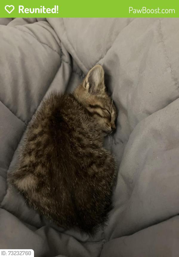 Reunited Male Cat last seen Regal Inn, Murfreesboro, TN 37127
