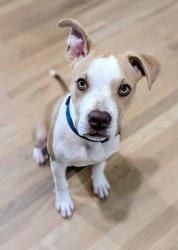 Shelter Stray Male Dog last seen Near needletail way, Atlanta, GA, 1251 Fulton Industrial Blvd NW, Atlanta, GA 30336, USA
