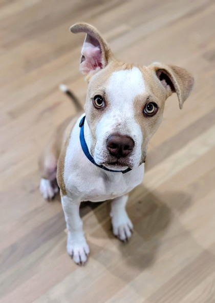 Shelter Stray Male Dog last seen Near needletail way, Atlanta, GA, 1251 Fulton Industrial Blvd NW, Atlanta, GA 30336, USA