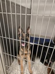 Shelter Stray Male Dog last seen Near Beaver Creek Trail, Atlanta, GA, 1251 Fulton Industrial Blvd NW, Atlanta, GA 30336, USA