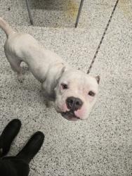 Shelter Stray Male Dog last seen Near West Rd, Other, GA, 1251 Fulton Industrial Blvd NW, Atlanta, GA 30336, USA
