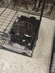 Shelter Stray Female Dog last seen Near high point rd, Union City, GA, 1251 Fulton Industrial Blvd NW, Atlanta, GA 30336, USA