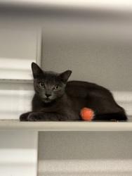 Shelter Stray Female Cat last seen Marietta Boulevard Northwest & Moores Mill Road, Atlanta, GA, 1251 Fulton Industrial Blvd NW, Atlanta, GA 30336, USA