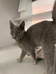 Shelter Stray Male Cat last seen Near Cherokee Avenue SW, Atlanta, GA, 1251 Fulton Industrial Blvd NW, Atlanta, GA 30336, USA