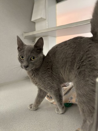 Shelter Stray Male Cat last seen Near Cherokee Avenue SW, Atlanta, GA, 1251 Fulton Industrial Blvd NW, Atlanta, GA 30336, USA