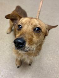 Shelter Stray Male Dog last seen Near Woodham Way SE, 30316, GA, 3280 Chamblee Dunwoody Rd, Chamblee, GA 30341, USA