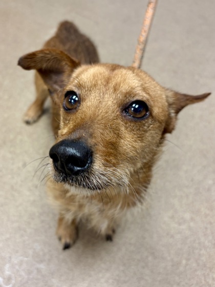 Shelter Stray Male Dog last seen Near Woodham Way SE, 30316, GA, 3280 Chamblee Dunwoody Rd, Chamblee, GA 30341, USA