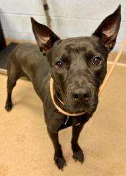 Shelter Stray Male Dog last seen , 30032, GA, 3280 Chamblee Dunwoody Rd, Chamblee, GA 30341, USA
