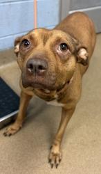 Shelter Stray Female Dog last seen Near Covington Highway BLDG4130/APTC, 30035, GA, 3280 Chamblee Dunwoody Rd, Chamblee, GA 30341, USA