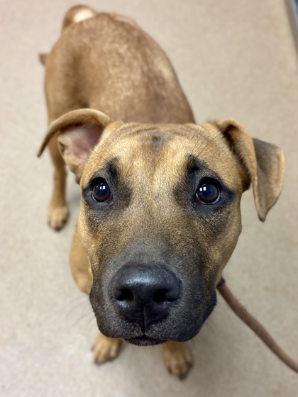 Shelter Stray Female Dog last seen Near Candler Road E 21, 30032, GA, 3280 Chamblee Dunwoody Rd, Chamblee, GA 30341, USA