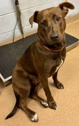 Shelter Stray Female Dog last seen Near Morningside Village Lane, 30340, GA, 3280 Chamblee Dunwoody Rd, Chamblee, GA 30341, USA