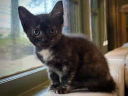 Shelter Stray Female Cat last seen Near Pamela Drive NE Atlanta, GA 30319, 30319, GA, 3280 Chamblee Dunwoody Rd, Chamblee, GA 30341, USA