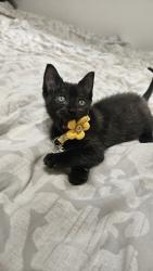 Shelter Stray Female Cat last seen Near Pamela Drive NE Atlanta, GA 30319, 30319, GA, 3280 Chamblee Dunwoody Rd, Chamblee, GA 30341, USA
