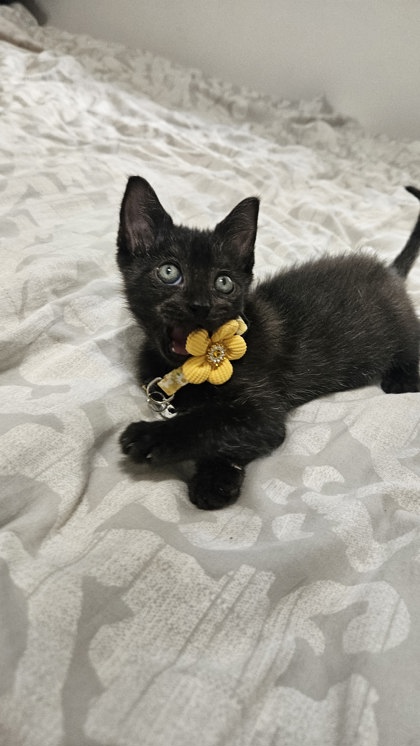 Shelter Stray Female Cat last seen Near Pamela Drive NE Atlanta, GA 30319, 30319, GA, 3280 Chamblee Dunwoody Rd, Chamblee, GA 30341, USA