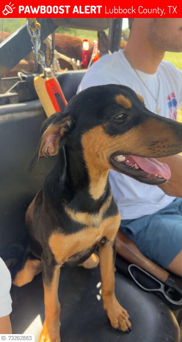 Lost Female Dog last seen Cross street 2641, Lubbock County, TX 79416