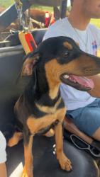 Lost Female Dog last seen Cross street 2641, Lubbock County, TX 79416