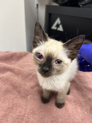 Shelter Stray Female Cat last seen Montrose Street, Folsom,, 6201 Florin Perkins Rd, Sacramento, CA 95828, USA