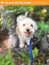 Shelter Stray Female Dog last seen Near Victory ave, 21234, MD, 2490 Giles Rd, Baltimore, MD 21225, USA
