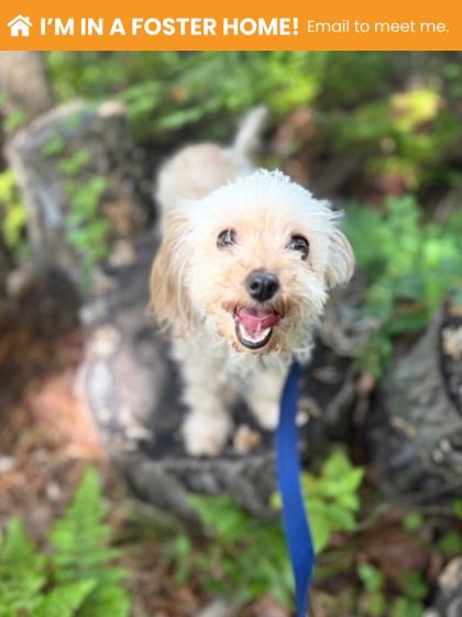Shelter Stray Female Dog last seen Near Victory ave, 21234, MD, 2490 Giles Rd, Baltimore, MD 21225, USA