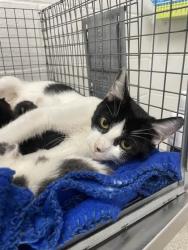 Shelter Stray Female Cat last seen Near Mountmor Ct Balt., MD 21217, 21217, MD, 2490 Giles Rd, Baltimore, MD 21225, USA