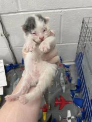 Shelter Stray Female Cat last seen Near Mountmor Ct Balt., MD 21217, 21217, MD, 2490 Giles Rd, Baltimore, MD 21225, USA
