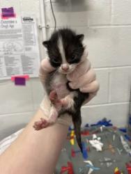 Shelter Stray Male Cat last seen Near Mountmor Ct Balt., MD 21217, 21217, MD, 2490 Giles Rd, Baltimore, MD 21225, USA