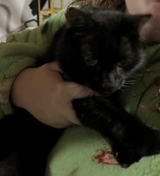 Reunited Male Cat last seen Winfield Drive/Industrial Parkway in South Beloit, South Beloit, IL 61080