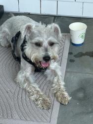 Reunited Male Dog last seen East Quogue, East Quogue, NY 11942