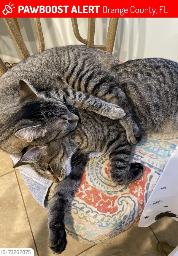 Lost Female Cat last seen Trout Lane and Trout Road, Orange County, FL 32836