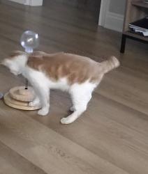 Lost Male Cat last seen Holland st, Lake Charles, LA 70605