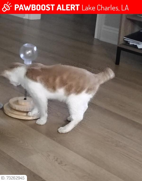 Lost Male Cat last seen Holland st, Lake Charles, LA 70605