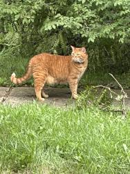 Reunited Unknown Cat last seen State and college, Batavia, IL 60510