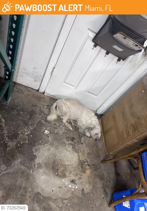 Found/Stray Male Dog last seen Near lejeune and 46th st, Miami, FL 33142