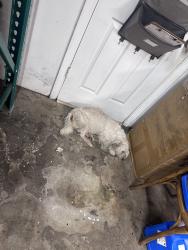 Found/Stray Male Dog last seen Near lejeune and 46th st, Miami, FL 33142