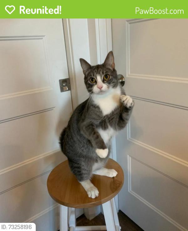Reunited Male Cat last seen Van Dyke Ave, Raleigh, NC 27601