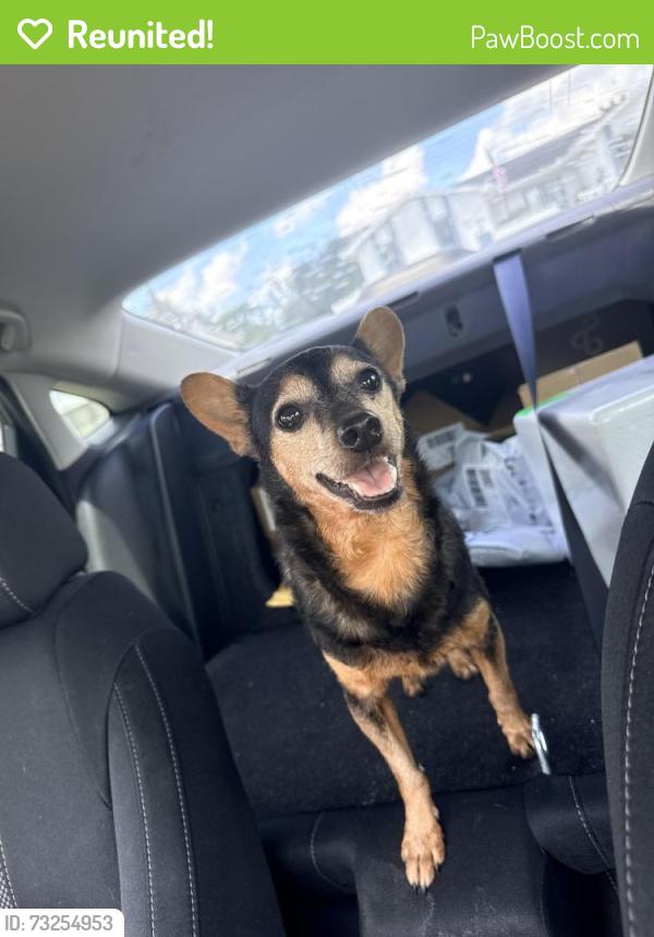 Reunited Female Dog last seen Trumbull dr, Spring Hill, FL 34609