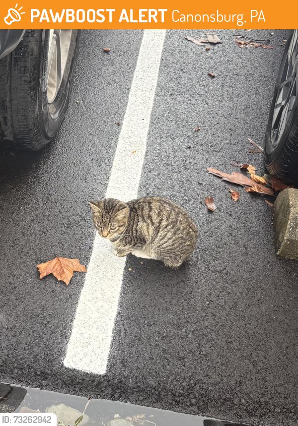 Found/Stray Unknown Cat last seen Parking lot of Legrand/Starline, Canonsburg, PA 15317