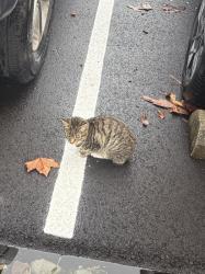 Found/Stray Unknown Cat last seen Parking lot of Legrand/Starline, Canonsburg, PA 15317