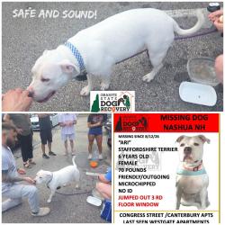 Reunited Female Dog last seen Canterbury apt Complex, Nashua, NH 03062