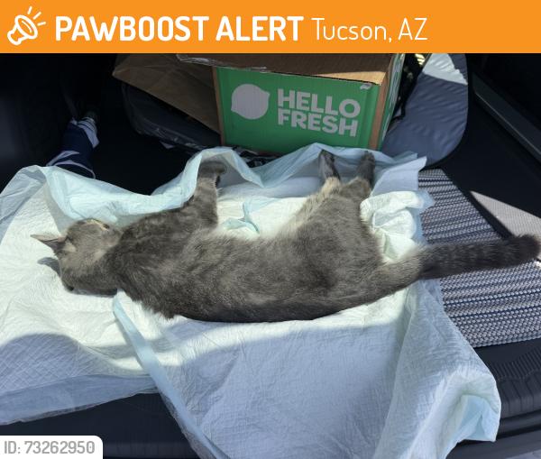 Found/Stray Unknown Cat last seen N camino Seco & Marivale, Tucson, AZ 85710