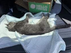 Found/Stray Unknown Cat last seen N camino Seco & Marivale, Tucson, AZ 85710