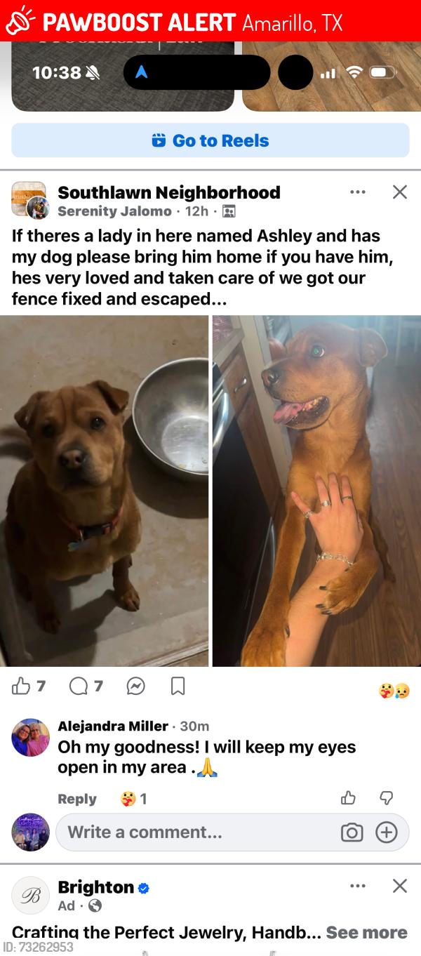 Lost Male Dog last seen Washington and 58th St, Amarillo, TX 79110