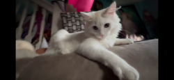 Lost Male Cat last seen At the Bottom of Hazel Ave School Hill, West Orange, NJ 07052