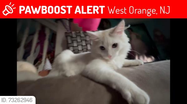 Lost Male Cat last seen At the Bottom of Hazel Ave School Hill, West Orange, NJ 07052