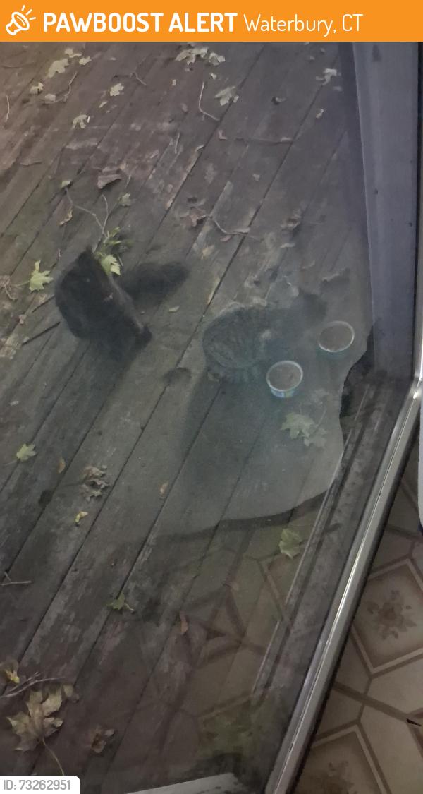 Rehomed Unknown Cat last seen Near Winchester st, Waterbury, CT 06704