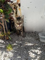 Found/Stray Unknown Cat last seen Jose de Diego middle school, Miami, FL 33127