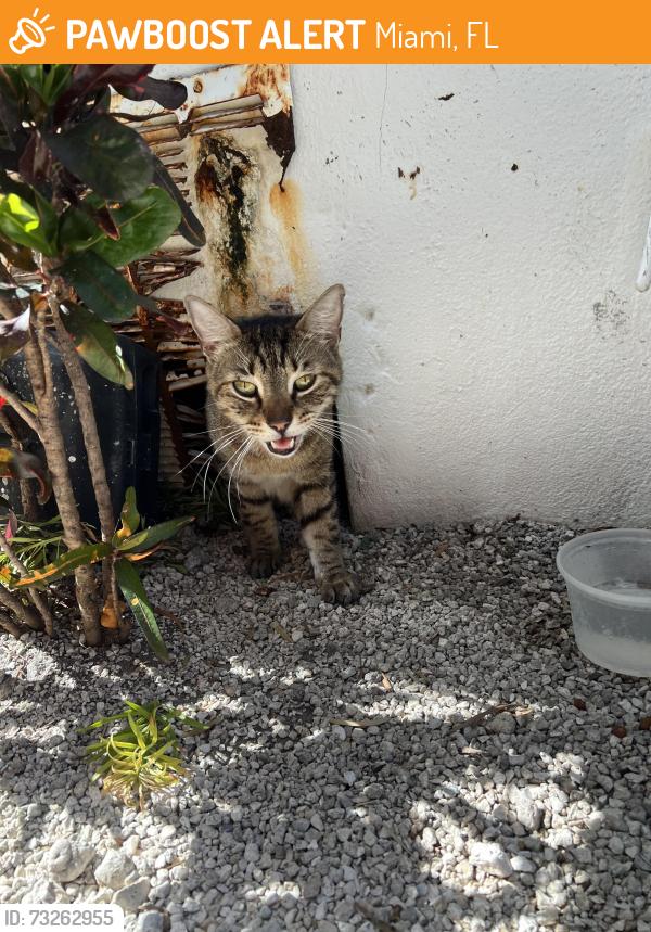 Found/Stray Unknown Cat last seen Jose de Diego middle school, Miami, FL 33127